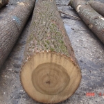 poplar_liriodendron_tulipifera_logs.jpg