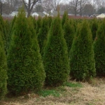 product_45_Thuja_Smaragd.jpg