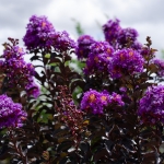 purple_purely.jpg