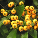 pyracantha_berries_450.jpg