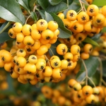 pyracantha_soleil_d_or_1.jpg