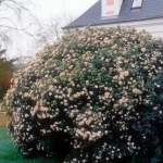 quimper.jpg