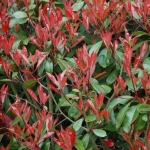 red_robin_1-532x532.jpg