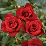 rosa_red-miniature-roses.jpg