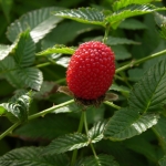 rubus-illecebrosus-00003.jpg