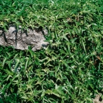 sagittifolia_1890_430_340.jpg