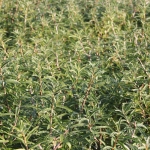 sanddorn-weiblich-frugana_hippophae-rhamn.jpg