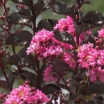 shell_pink1.jpg