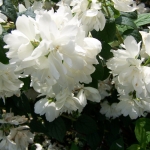 snowbelle3.jpg