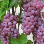 somersetseedless.jpg