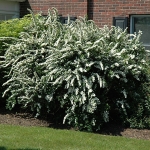 spirea_v.jpg