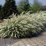 spirea_va.jpg