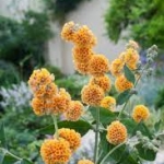 sungold1.jpg