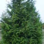 thuja-plicata-gelderland-feathered-1.jpg