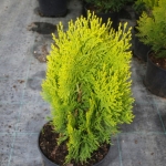 thuja_ori.jpg