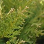 thujopsis.jpg