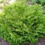 thujopsis1.jpg