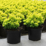 tiny-gold-barberry-2.png