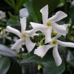 trachelospermum-jasminoides-star-j.jpg