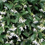 trachelospermum_jasminoides.jpg