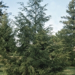 tsuga_canadensis_bn_1_lg.jpg