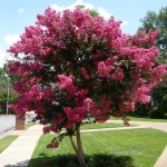 tuscarora-crape-myrtle-2.jpg