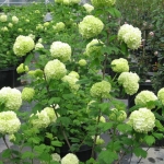 viburnum_opulus_.JPG