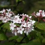 viburnum_x_burkwoodii_park_farm_hybrid_I4.jpg