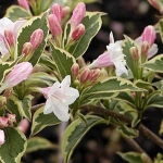 weigela_nana_var.jpg