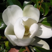 Örökzöld magnolia