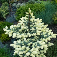 Picea pungens Bialobok