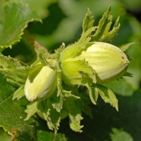 Közönséges mogyoró 5 db