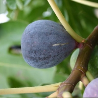 Füge "Violacea"