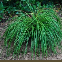 Thuja plicata Whipcord