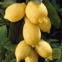 Citrom, citromfa