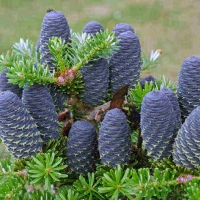 Koreai jegenyefenyő