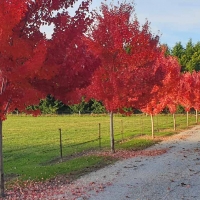 October Glory Vörös juhar