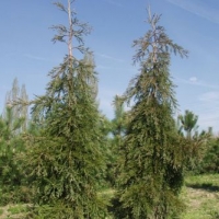 Csüngő mamutfenyő