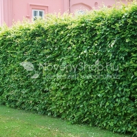 Gyertyán sövény 25 db