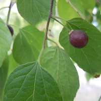 Nyugeti Ostorfa