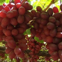 Crimson Seedless magnélküli szőlő