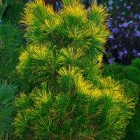 Pinus thunbergii 'Ogon'