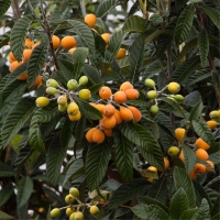 Japán naspolya- Loquat