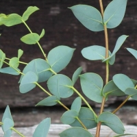 Stellulata eukaliptusz