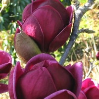 Genie magnolia, liliomfa
