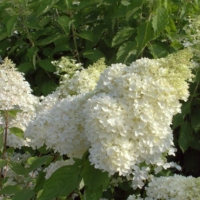 Fehér óriás virágú hortenzia