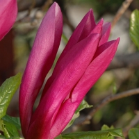 Magnolia, liliomfa