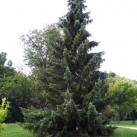 Szerb lucfenyő