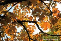 Acer cappodicum 'Aureum'