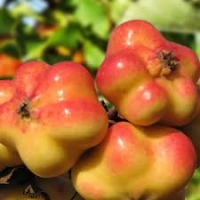 Csillagalma